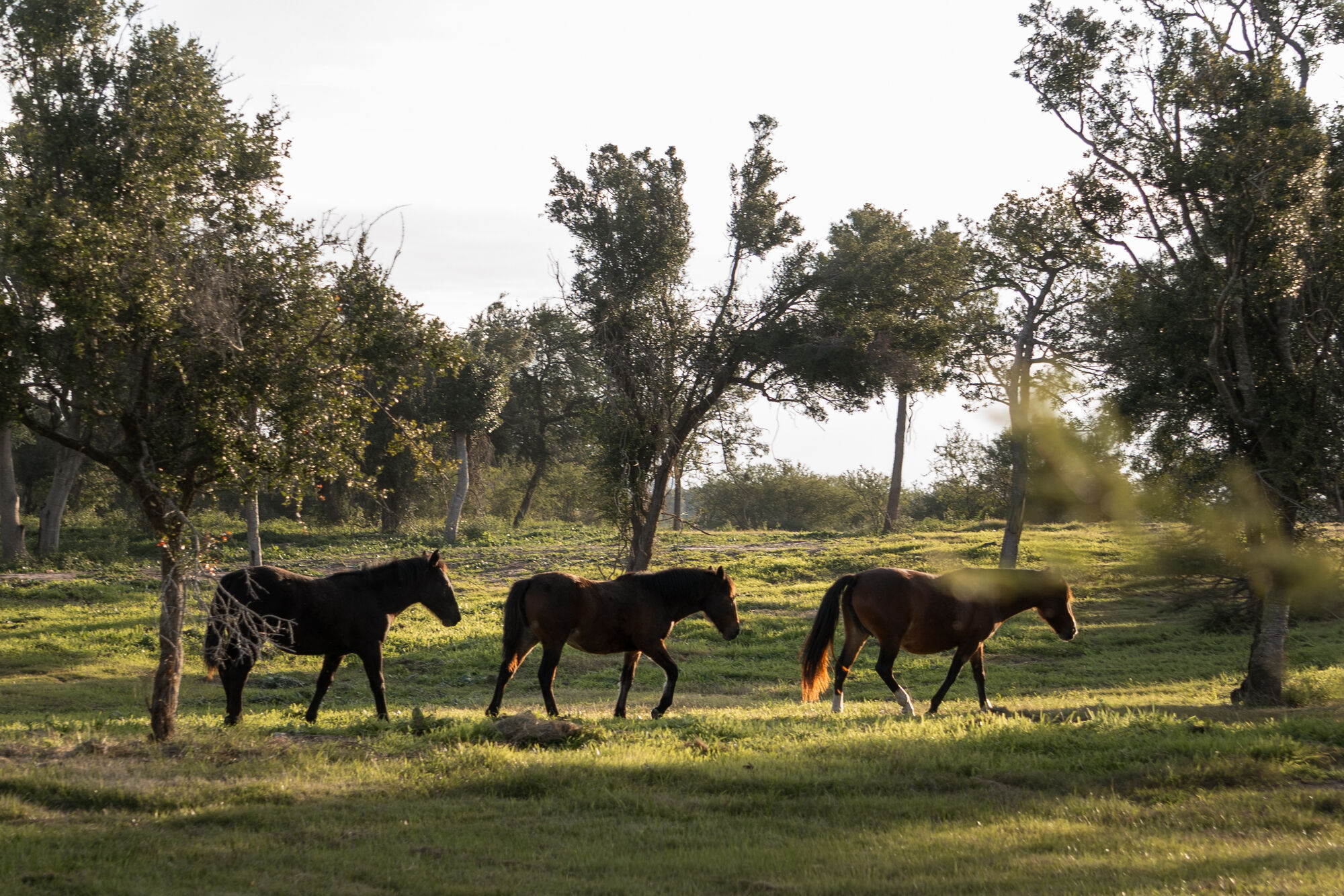 Caballos pastando bajo los árboles